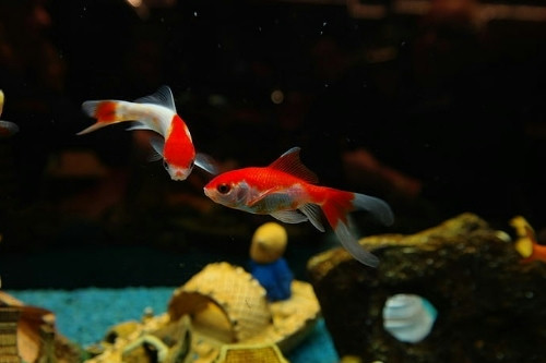 養(yǎng)殖新技術(shù)-養(yǎng)殖系統(tǒng)開(kāi)發(fā)(圖3) 養(yǎng)殖新技術(shù)-養(yǎng)殖系統(tǒng)開(kāi)發(fā)(圖3)