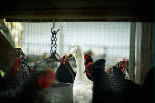 關于家禽養殖APP開發的特點(圖1) 關于家禽養殖APP開發的特點(圖1)