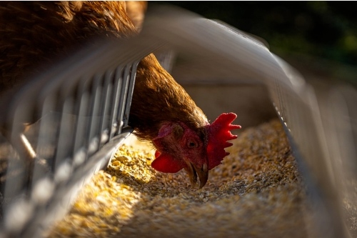 關于家禽養殖APP開發的特點(圖2) 關于家禽養殖APP開發的特點(圖2)